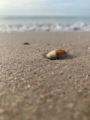shell on the beach