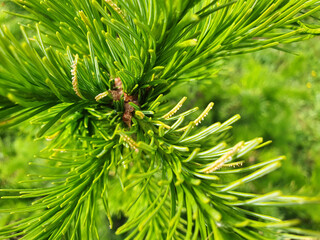Fir needles are affected by the disease. Yellow mushrooms on green needles. Fir needle rust is caused by rust fungus. It affects different types of fir.