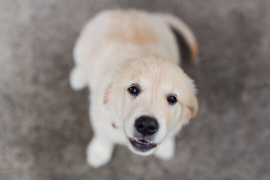 Golden retriever puppy sitting on cement 