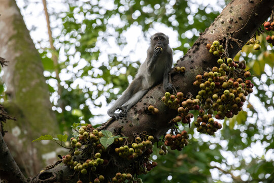 Long tail Macaque laying on a branch of a wild fig tree eating