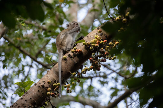 Long tail Macaque in a wild fig tree eating the fruits