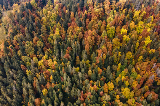 autumn forest landscape, fall season aerial background with colorful trees