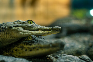 the aligator looks into the camera close-up. sharp crocodile teeth. Caiman crocodile