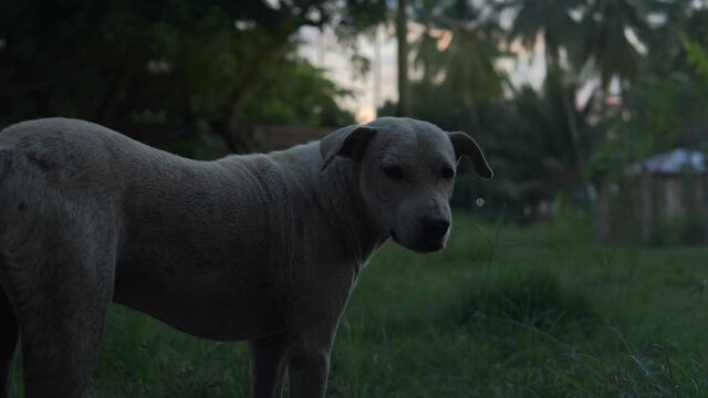 A young homeless dog sleeps on a tile outside. Close-up of the muzzle. 4k footage