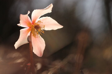 Fototapeta na wymiar fiore di elleboro nel bosco
