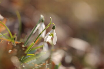 fiori di bucaneve