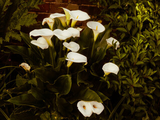 Lilies - lilies surrounded by foliage against a brick wall.