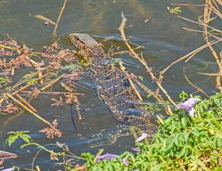 Nile monitor lizard swimming in reeds by river bank