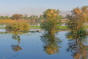 Trees in flooded meadow with reflection