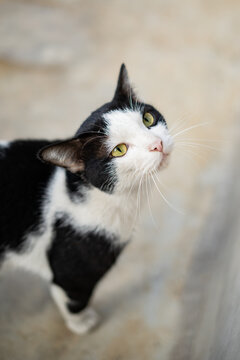 Black and white Cat