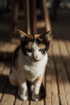 calico cat in morning light