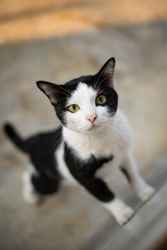 Black and White Cat standing on the wall