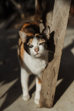 calico cat in morning light