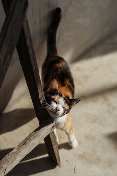 calico cat in morning light