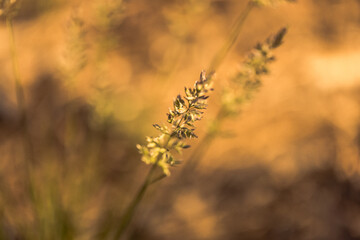 Fototapeta premium Macro images of wild wheat-like growth against a blurred background 