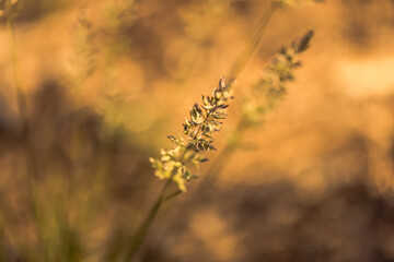 Macro images of wild wheat-like growth against a blurred background 