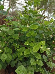 plants in a greenhouse