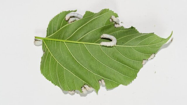 4k time lapse footage of many mature silkworms eat fresh mulberry leaf on white background.
