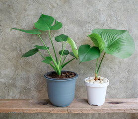 Monstera Deliciosa leaf and Proiphys amboinensis house plant in blue white modern pot on rustic wooden shelf with cement wall background