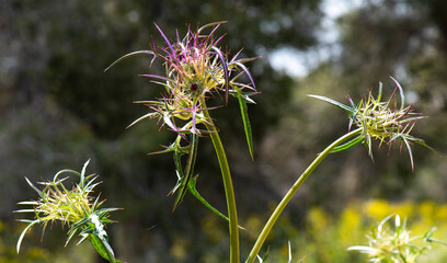 Notobasis syriaca or the Syrian thistle.