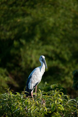 Close-up vertical shot of a pelican on a green bush