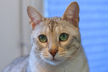 Adult Silver spotted Bengal Cat with green eyes sitting on the table near the flower. close up