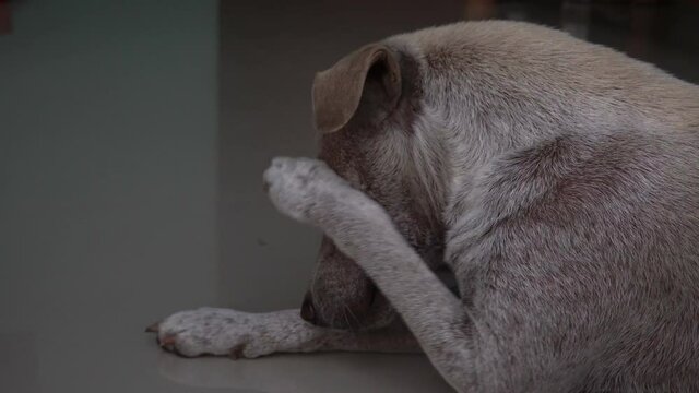 A young homeless dog sleeps on a tile outside. Close-up of the muzzle. 4k footage
