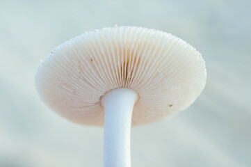 Mushroom on the Beach