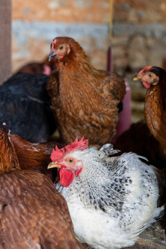 Roosters on a farm.