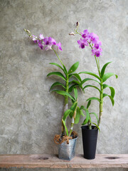 Beautiful purple orchids flower in modern potted on rustic wooden shelf and cement wall background