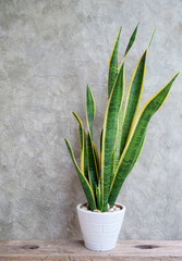 SANSEVIERIA FERNWOOD PUNK - SNAKE PLANT in white pot on rustic wood table cement wall background,house plant trees absorb toxins to purify the air