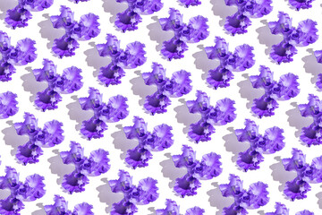 Fototapeta na wymiar Creative composition made of beautiful iris flowers on white background. Nature concept. Summer pattern in minimal style. Top view. Flat lay