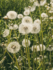 Dandelion field close-up, vertical photography. Floral natural bright background image. Cope space. 