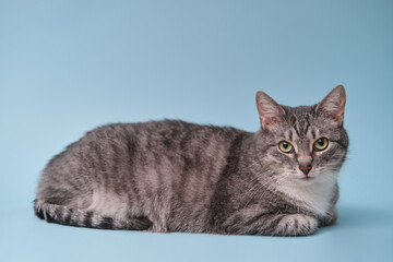 Adult gray cat lying on a blue background, studio closeup