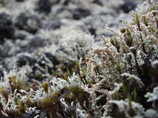 lichen sur lave