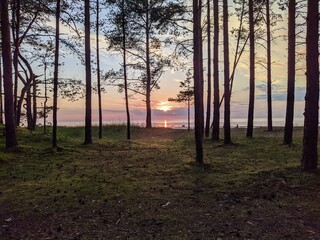 pine forest on the background of sunset by the sea in the summer.
