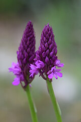 Orchidée sauvage