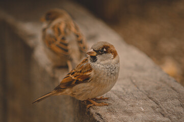 sparrow on the ground