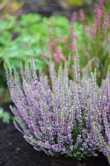 Calluna, Heather pink, Flowers, Natural photo, Spring and summer bloom, Selective focus