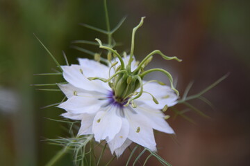 Nigelle de Damas