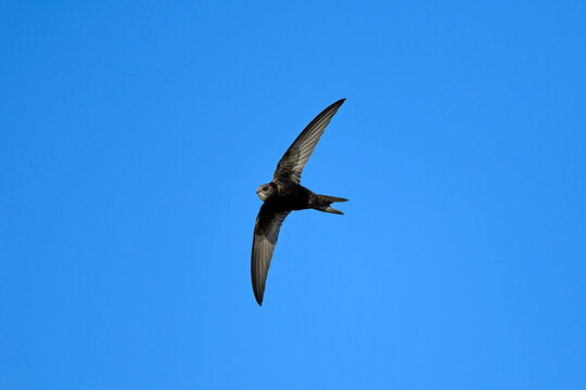 Mauersegler // Common swift (Apus apus)