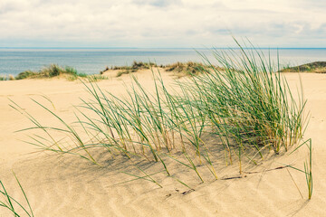 Beautiful calm blue sea with waves and sandy beach with reeds and dry grass among the dunes, travel in summer and holidays concept, sea landscape