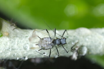 Parasites on the stem of a Mediterranean plant leaf.Gray aphids attack plants and suck their sap. Italy. 