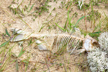 Dead fish and fish bones on the sand because of the drought. Consequences of global warming. Dead fish on the sand because of the drought