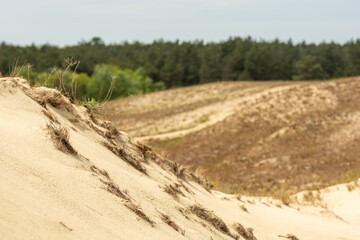 Panoramic view of sand dunes in Nida, Klaipeda, Lithuania, Europe. Curonian Spit and Curonian Lagoon. Baltic Dunes on the Baltic Sea. Unesco heritage