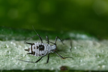 Parasites on the stem of a Mediterranean plant leaf.Gray aphids attack plants and suck their sap. Italy. 