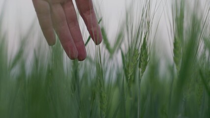 hand touches ears of green wheat in a field close up, agricultural life concept, rabona farmer on a ranch grows rye, outdoor grain growing business production, grain crops farmhouse, life concept