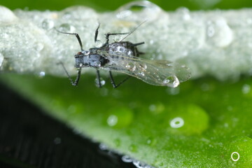 Afidi delle piante. Parasites on the stem of a Mediterranean plant leaf.Gray aphids attack plants and suck their sap. Italy. 