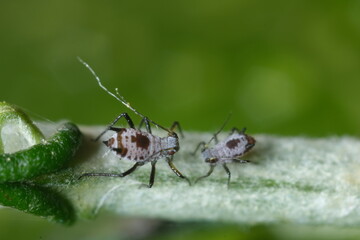 Parasites on the stem of a Mediterranean plant leaf.Gray aphids attack plants and suck their sap. Italy. 