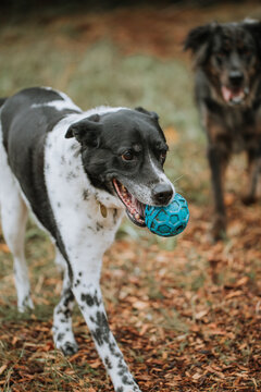 Old Dog Walking Carrying Ball
